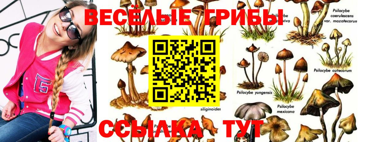 Псилоцибиновые грибы MAGIC MUSHROOMS  Вход с VPN  Малоярославец 